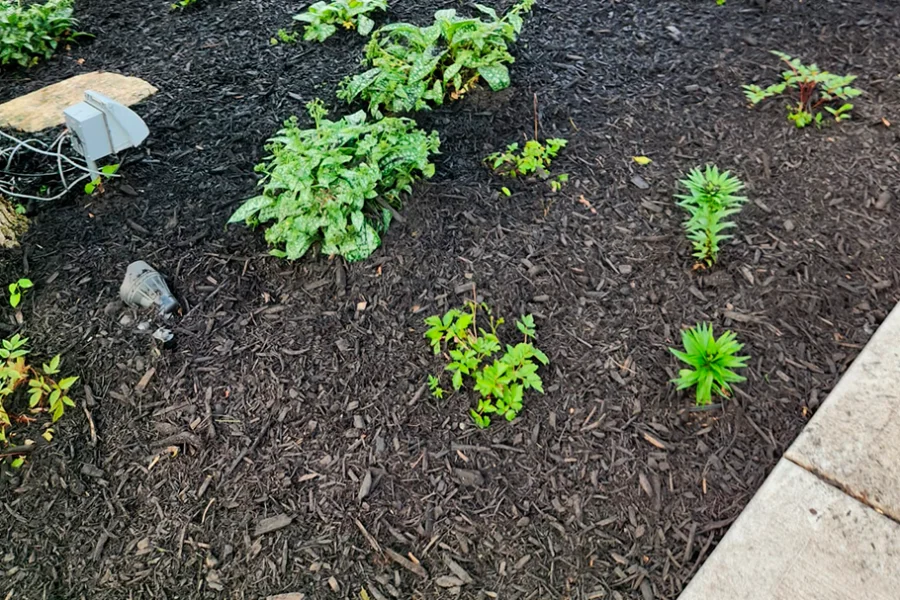 Fresh mulch bed with new plantings and landscape lighting installation
